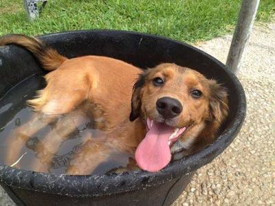 cooling the dog.jpg